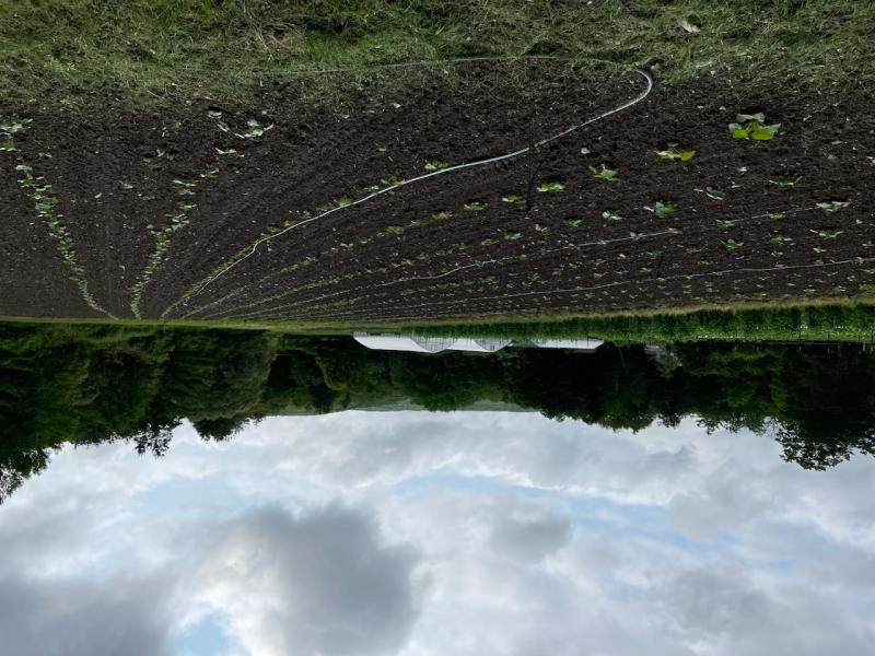 Farm Field