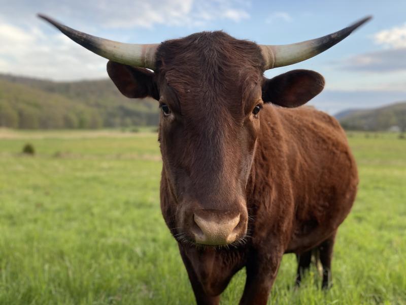 image of a cow on land