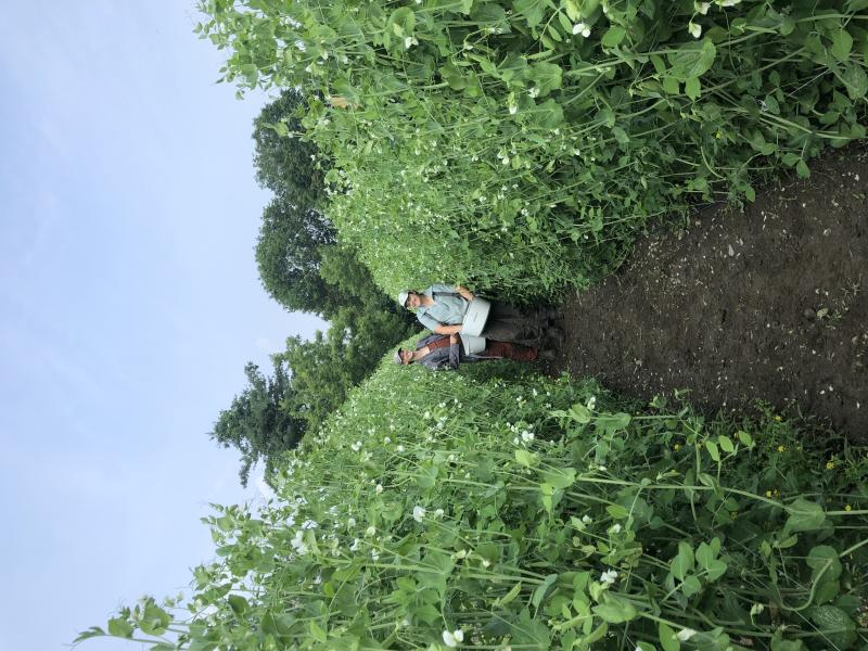 Harvesting Peas
