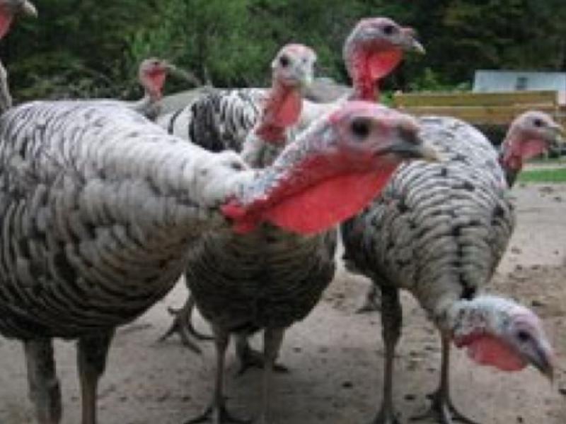 turkeys