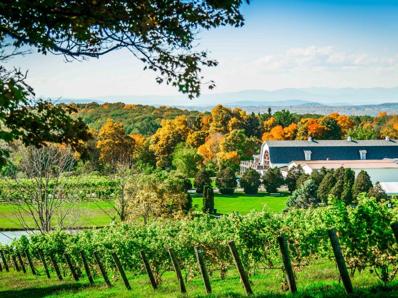 Outdoor vineyard