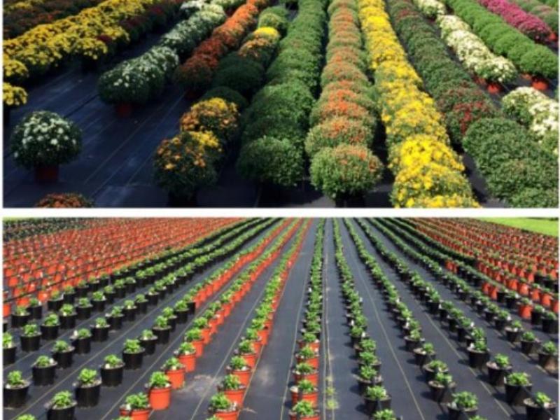 Flowers growing in the grounf