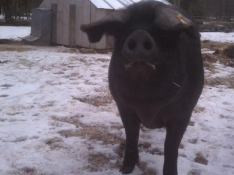 pig