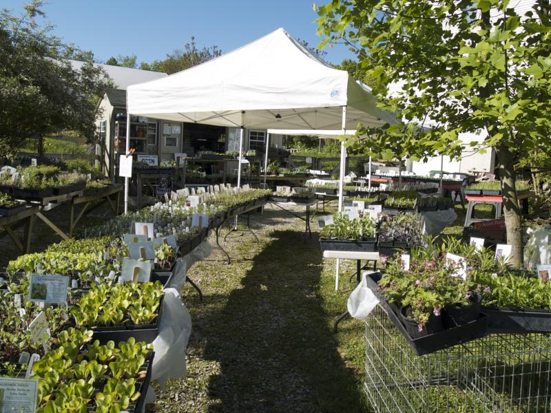 Another view of our plant sale in May
