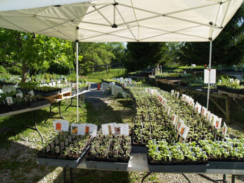 Plant Sale View 