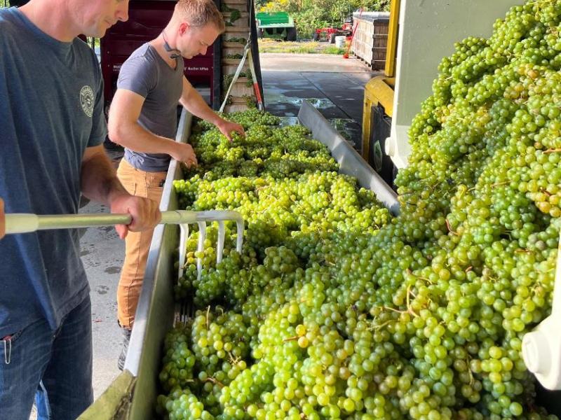 processing grapes for wine