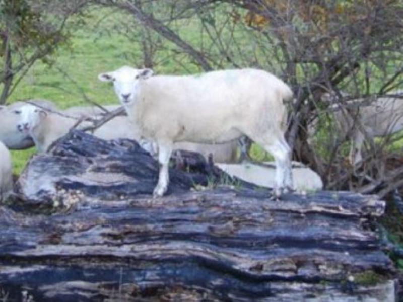 sheep