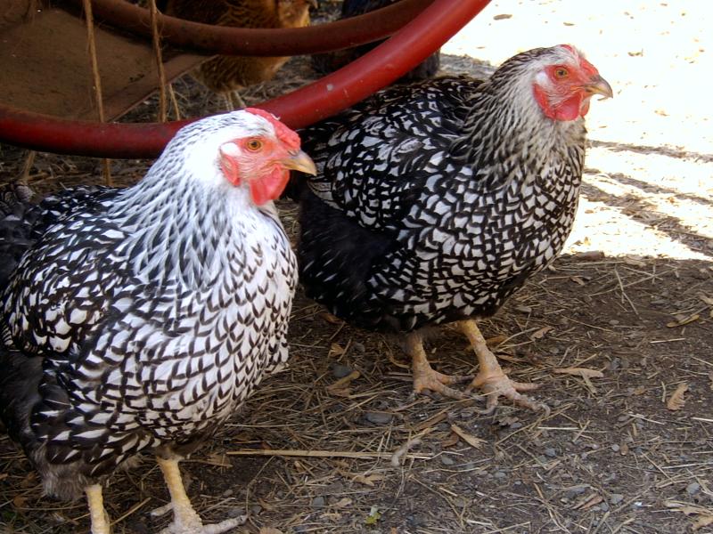 Chicken Employees