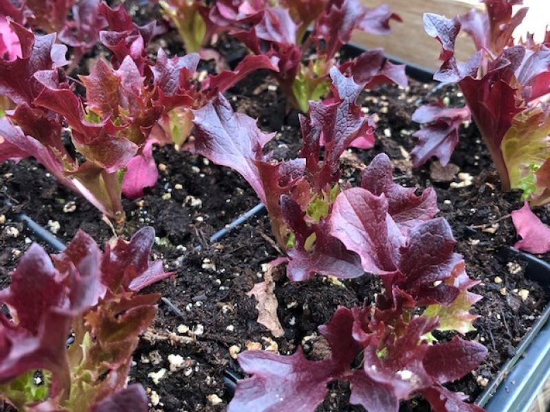 Red Oakleaf Lettuce Seedlings