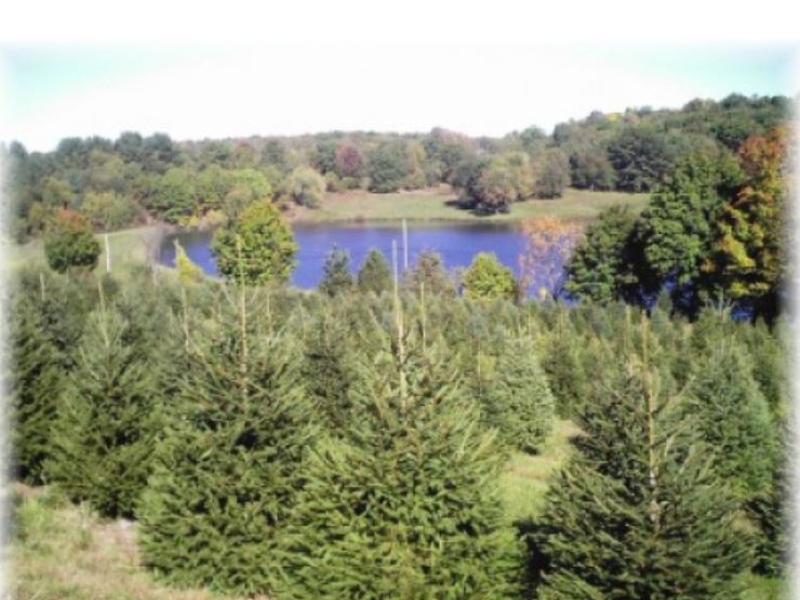view of the farm with trees and a pond
