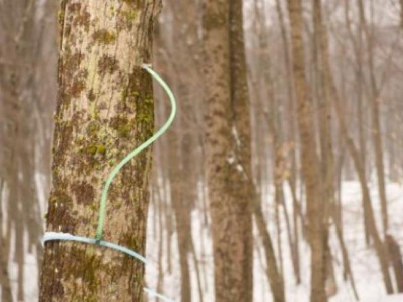 tree tapping maple syrup