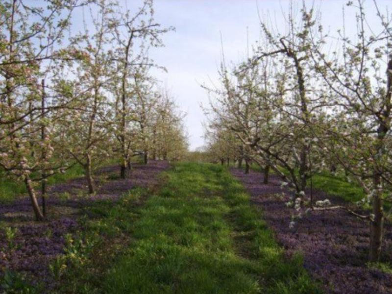 path with trees on each side blossoming