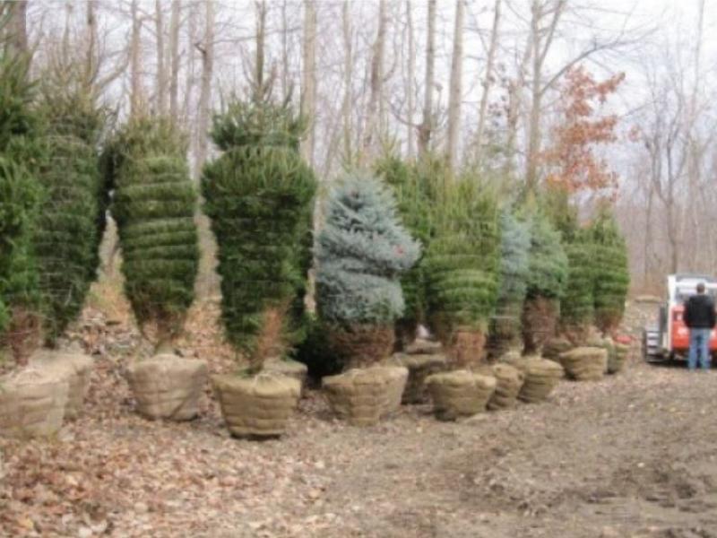 row of trees in a farm
