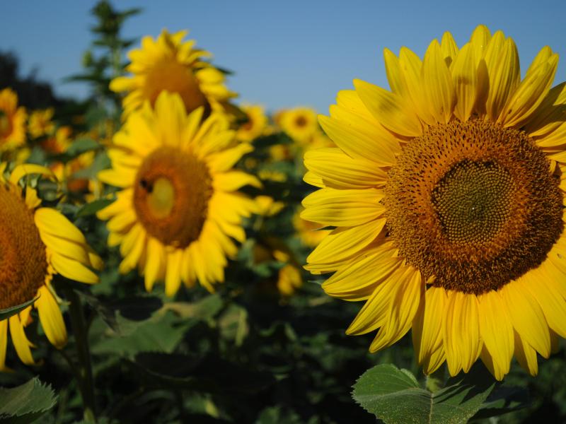 sunflowers