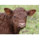 Brown cow up-close