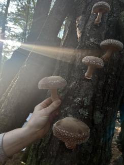 Freshly picked log grown shiitake