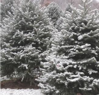Christmas trees covered in snow