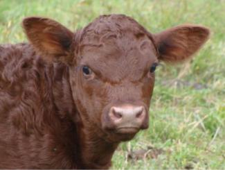 Brown cow up-close