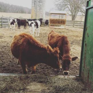 cows eating hay