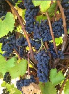 Grapes on vine