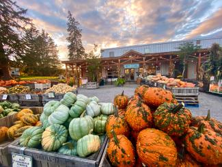 Pumpkins on display in front of the farm store during September.