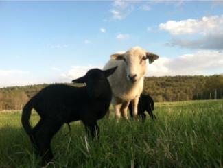 lambs