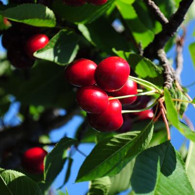 Cherries on a Tree